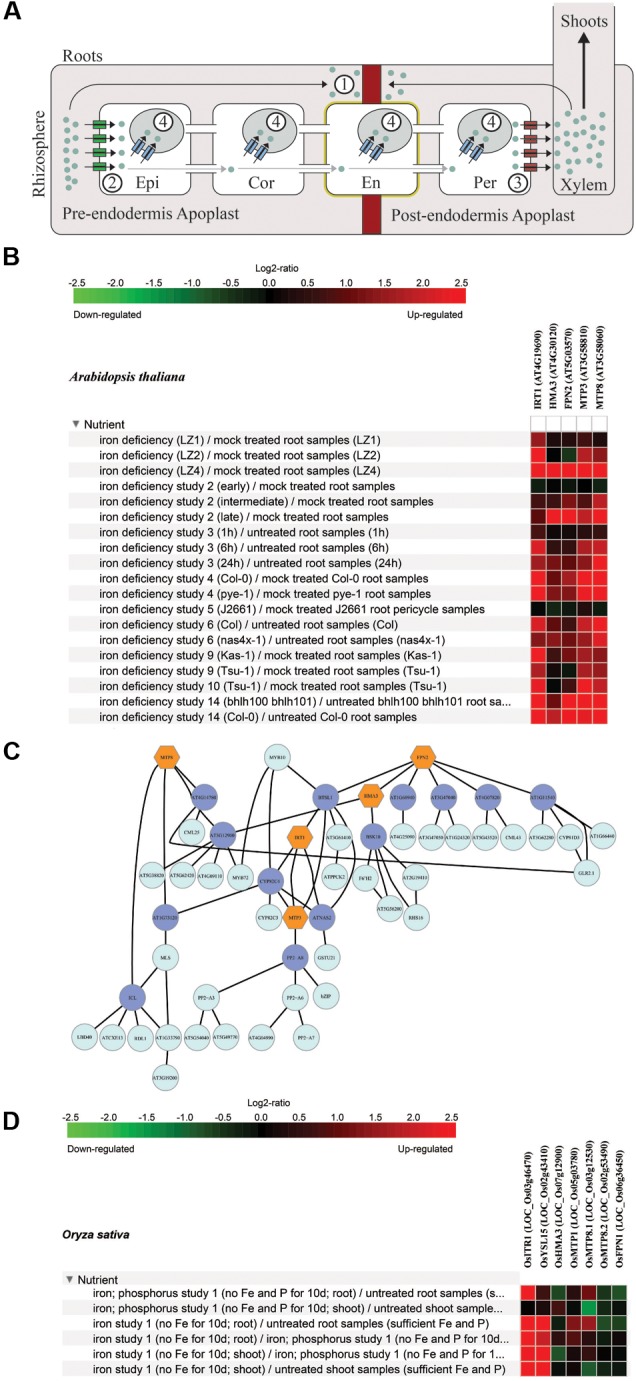 FIGURE 1