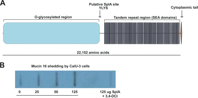 FIG 2 