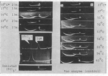 graphic file with name pnas00093-0042-a.jpg