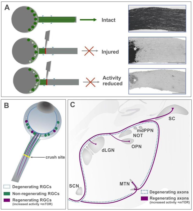 Figure 4: