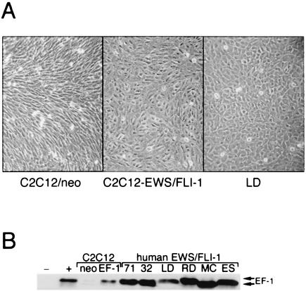 FIG. 1.