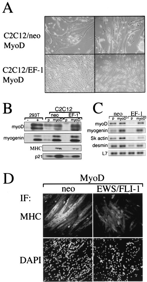 FIG. 4.