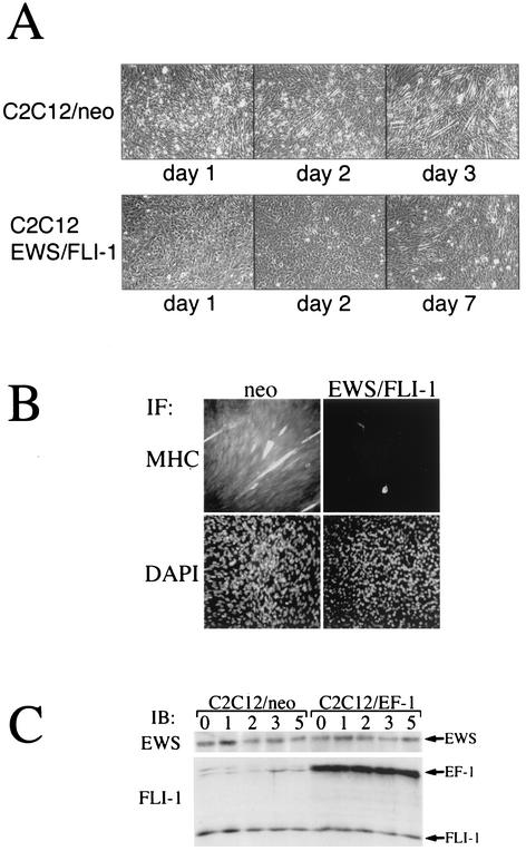 FIG. 2.