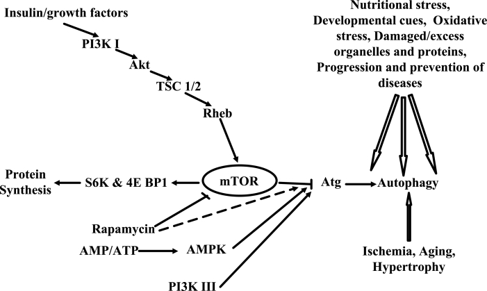 Figure 1)