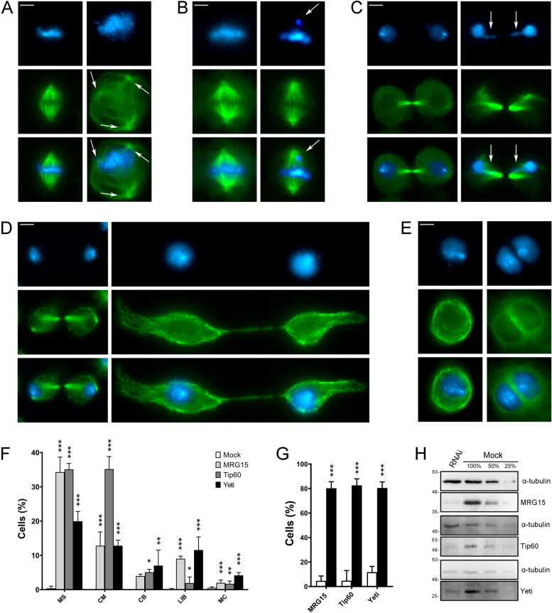 Fig. 11