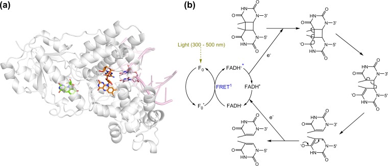 FIG 4