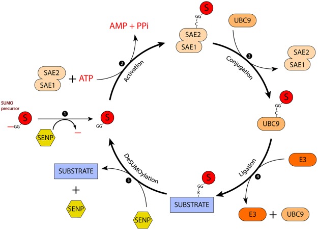 Figure 1.