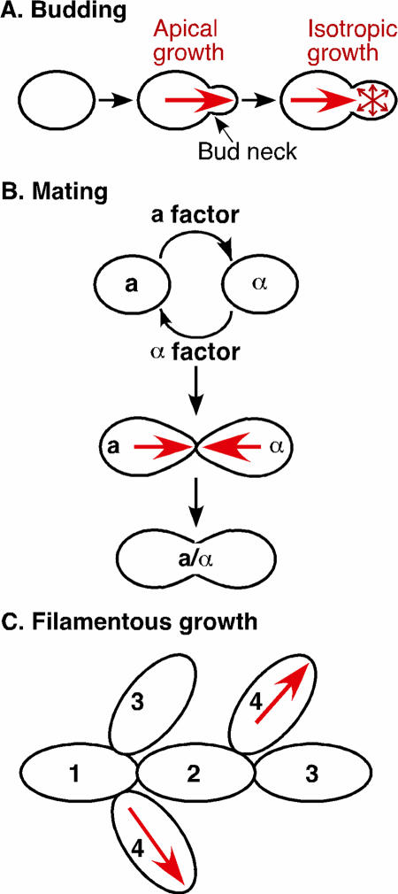 FIG. 1.