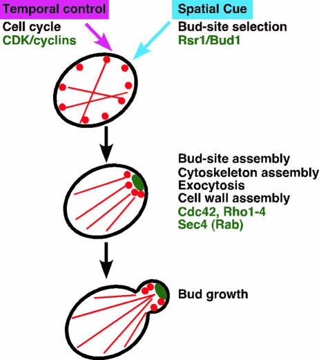 FIG. 2.