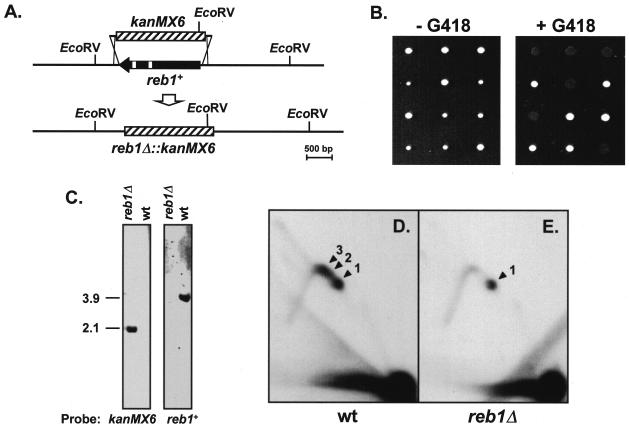 FIG. 5.