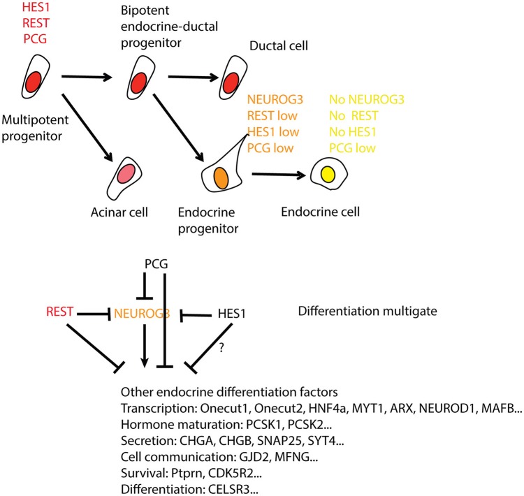 The Importance of REST for Development and Function of Beta Cells - PMC