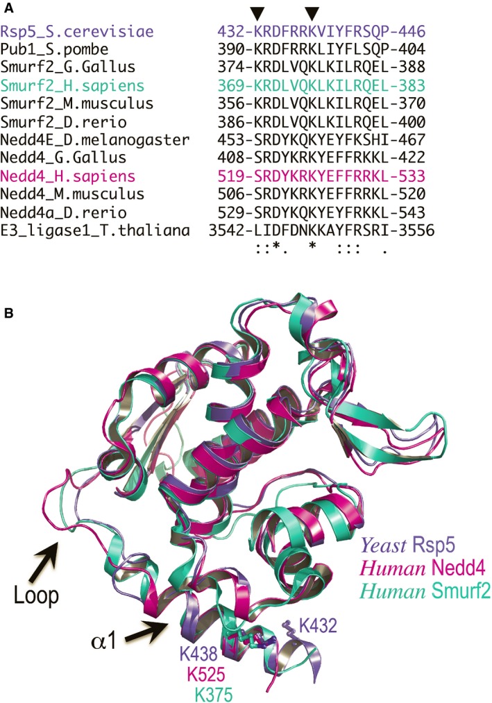 Figure EV2