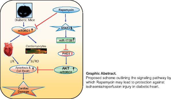 Graphical Abstract