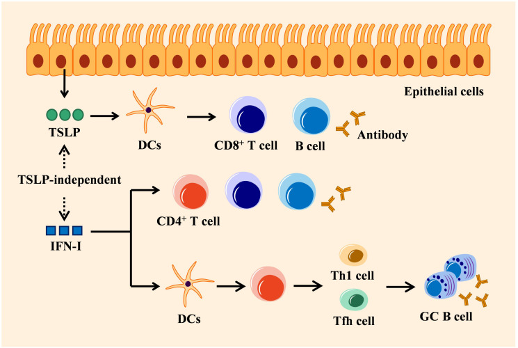 Figure 3