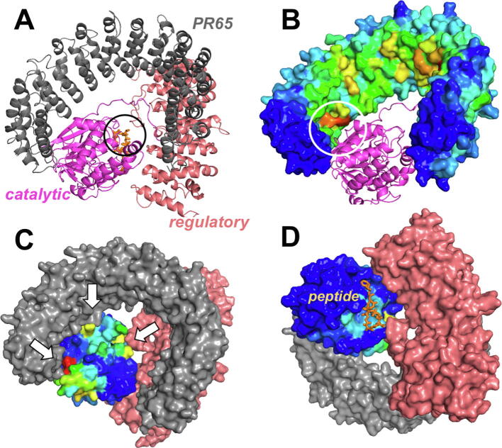 Fig. 6