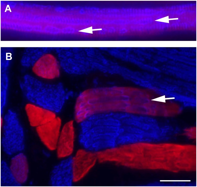 Figure 6.