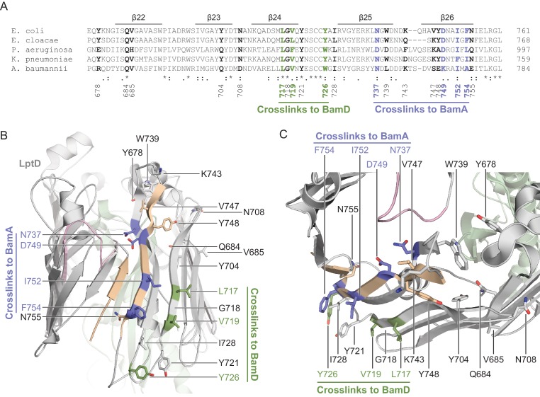 Figure 3—figure supplement 1.