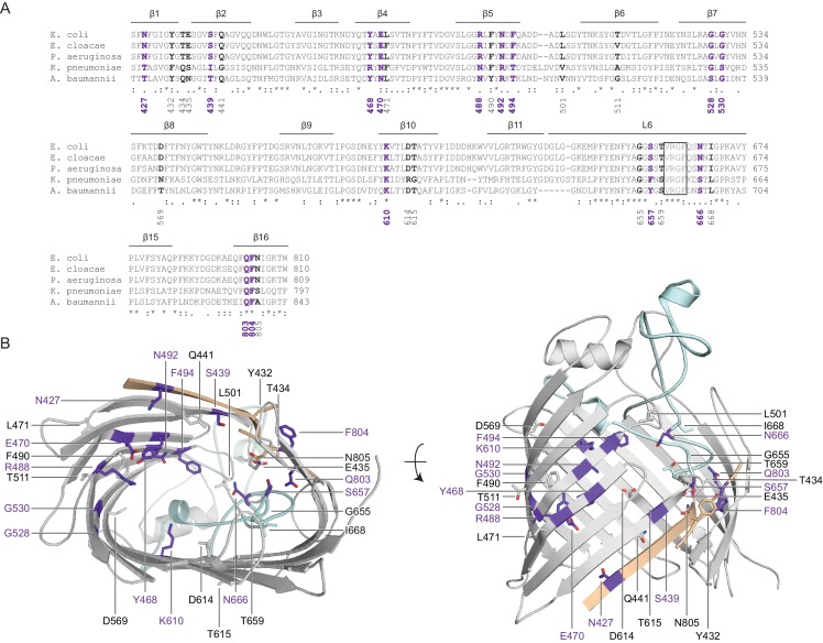 Figure 1—figure supplement 1.