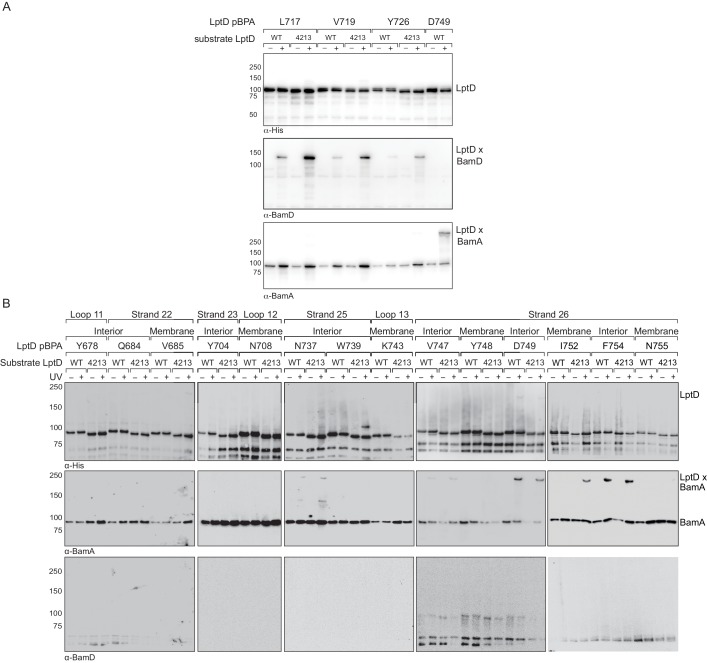 Figure 3—figure supplement 2.