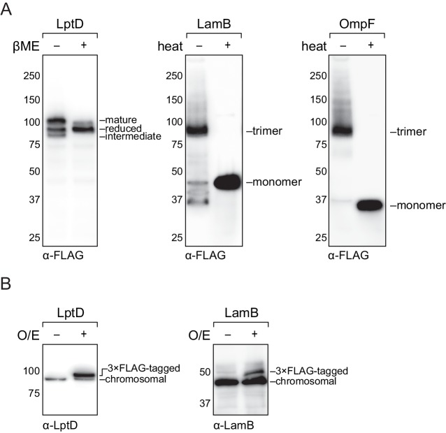 Figure 2—figure supplement 1.