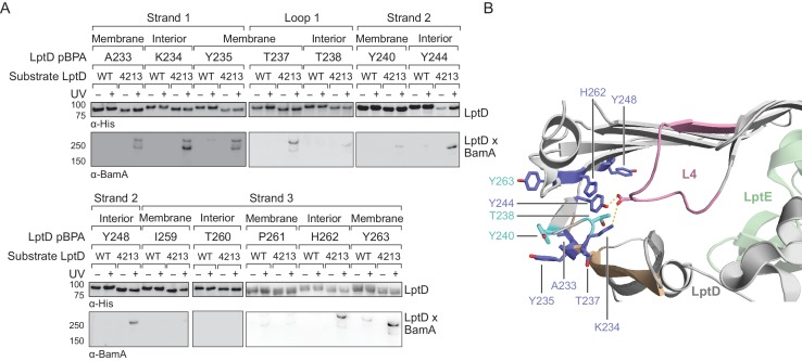 Figure 4—figure supplement 1.