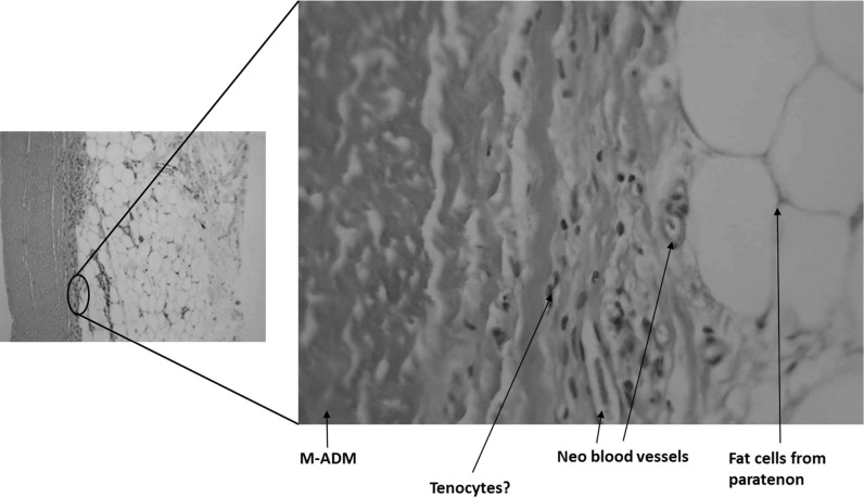 Fig. 3