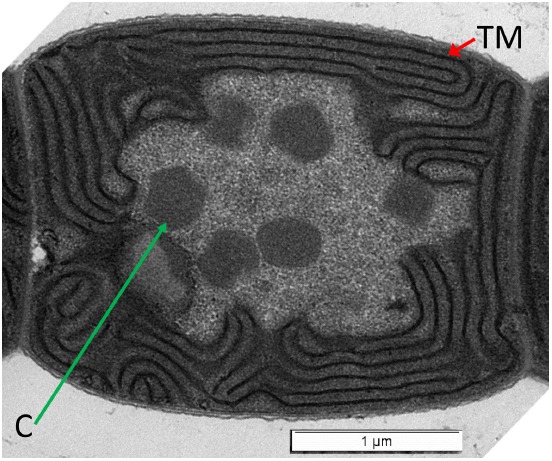 FIGURE 1