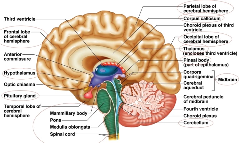 Fig. 3