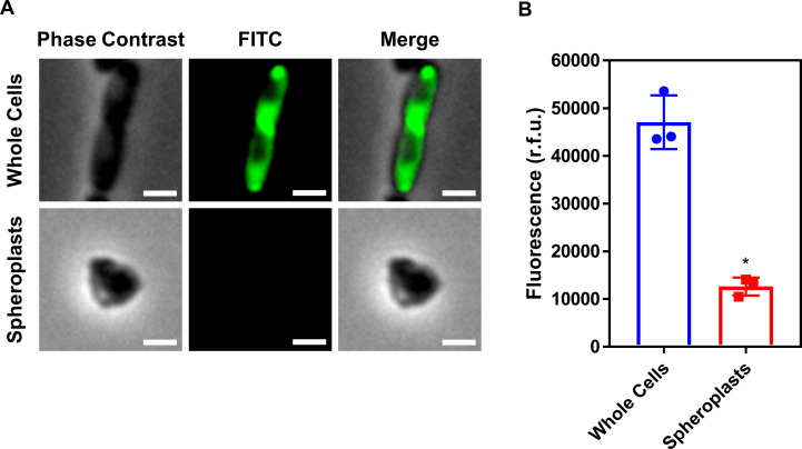 Figure 1—figure supplement 4.