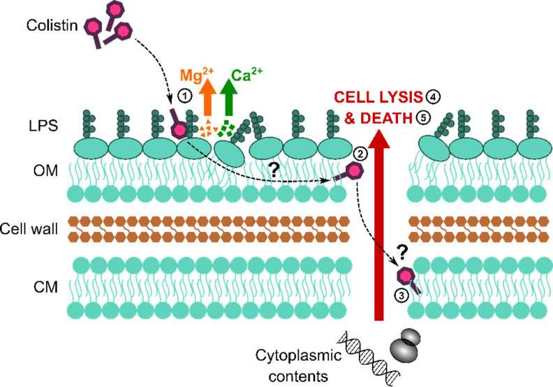 Figure 1—figure supplement 1.