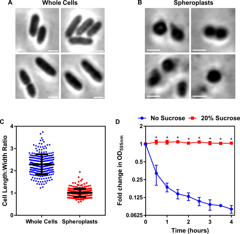 Figure 4—figure supplement 1.