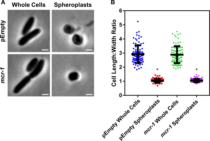 Figure 1—figure supplement 3.