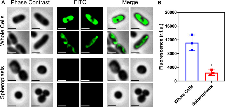 Figure 4—figure supplement 2.