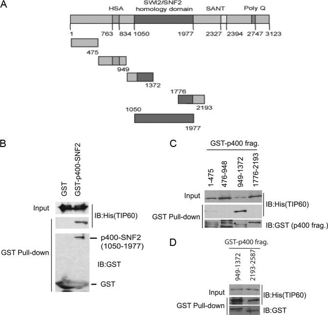 Fig 4