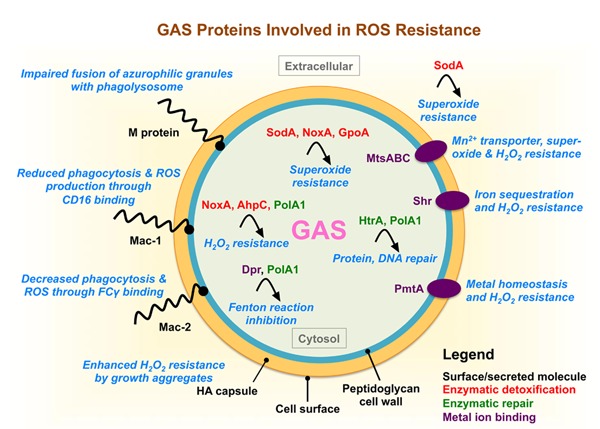 Graphical Abstract Figure.