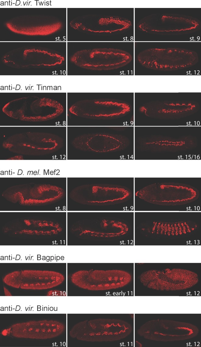 Figure 1—figure supplement 1.