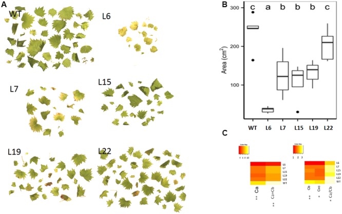 FIGURE 3