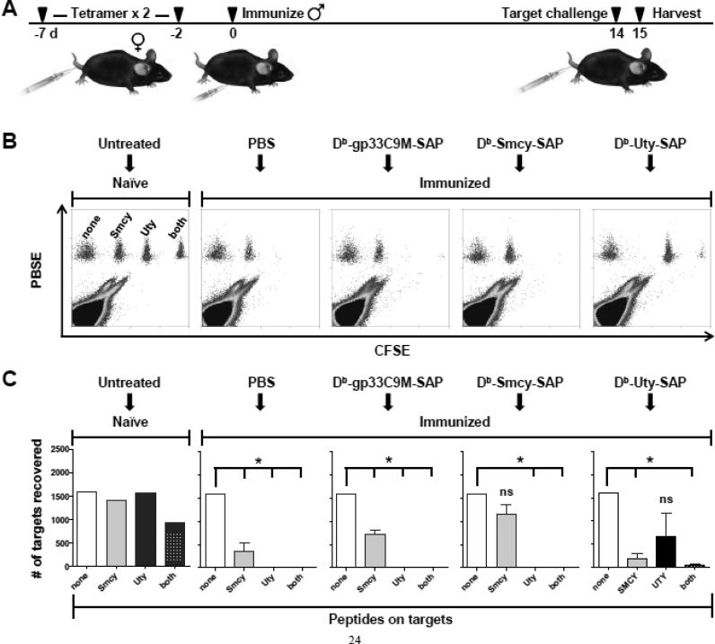 Deletion of naïve T cells recognizing the minor histocompatibility ...