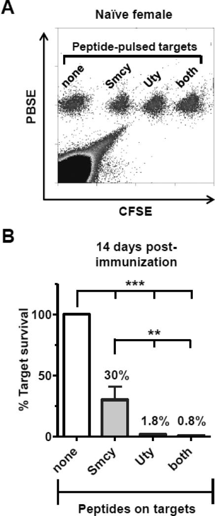 Deletion of naïve T cells recognizing the minor histocompatibility ...