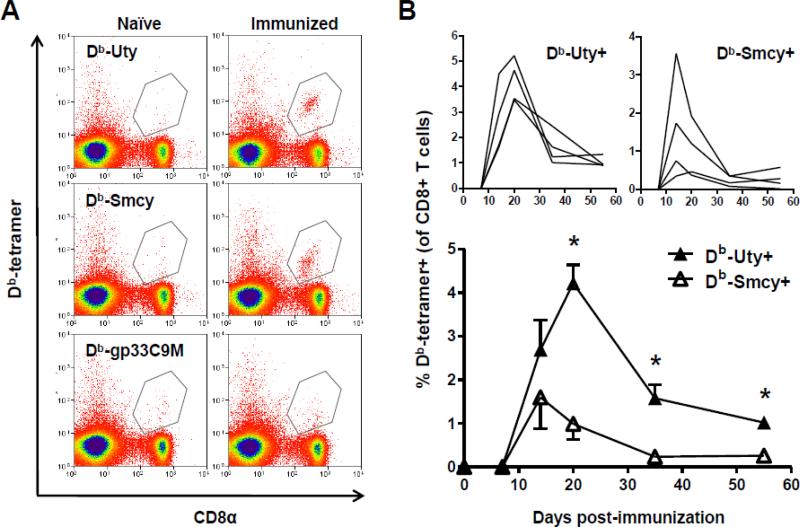 Deletion of naïve T cells recognizing the minor histocompatibility ...