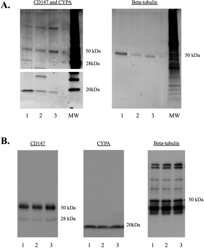 Supplementary Figure 1