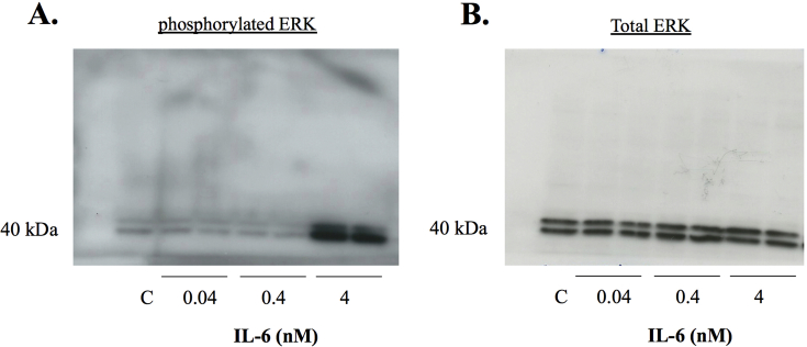 Supplementary Figure 4