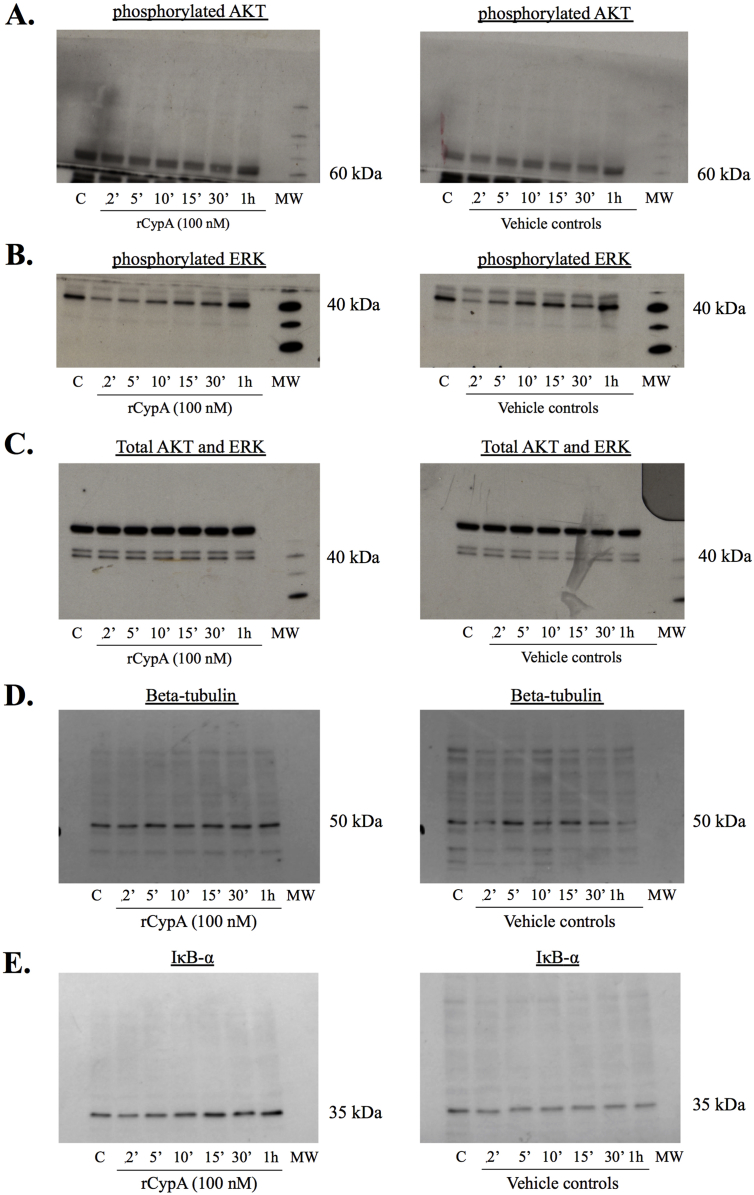 Supplementary Figure 3