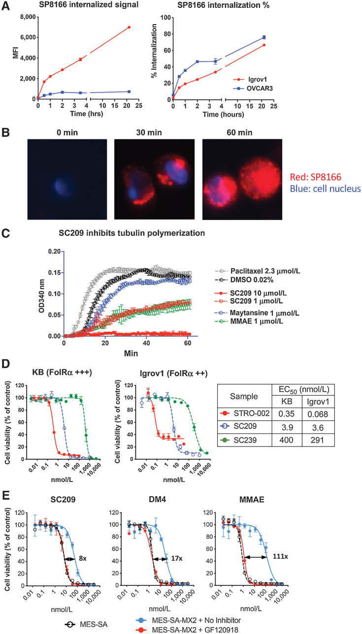 Figure 2. Characterization of the novel cytotoxin 3-amino-hemiasterlin (SC209) released by STRO-002. A, Internalization time course of fluorescently labelled SP8166 into Igrov1 and OVCAR3 cells as determined by FACS-based assay. Total internalized signal is measured by FACS after removing the antibody bound to the cell surface. Percent (%) internalization is the ratio of FACS signal after and before cell surface antibody removal. B, Representative fluorescent microscopy images of internalized fluorescently labelled SP8166 in Igrov1 cells. C, In vitro tubulin polymerization assay shows SC209 is a potent inhibitor of tubulin polymerization, similar to other known tubulin inhibitors (MMAE and Maytansine). D, Cytotoxic activity of STRO-002 in target positive Igrov1 cells compared with the free cytotoxin SC209 and the drug-linker SC239. STRO-002 is highly efficient at delivering SC209 into the target positive cells. E, SC209 induced cytotoxicity on P-gP expressing MES-SA/MX2 cells in the presence and absence of P-gP inhibitor GF120918, compared with know P-gP substrates DM4 and MMAE. Cell killing EC50 fold change with and without GF120918 are indicated on the cell killing curves.