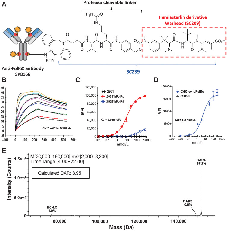 Figure 1. STRO-002 is a homogeneous anti-FolR𝛼 ADC. A, The structure of STRO-002, which consists of a high affinity anti-FolR𝛼 antibody (SP8166) conjugated to a novel cleavable 3-aminophenyl hemiasterlin linker-warhead (SC239). The released cytotoxic warhead SC209 is indicated in the red box. B, The binding kinetics as determined by SPR shows that the anti-FolR𝛼 antibody SP8166 binds to the human FolR𝛼 ECD with high affinity. C, In FACS-based cell binding assay, SP8166 binds with high affinity to human FolR𝛼 overexpressed on 293T cells. Only week binding (non-saturation with Kd > 1,000 nmol/L) was observed to highly related human FolRβ expressed on 293T cells, while no binding on 293T cells. D, In FACS binding assay, SP8166 binds to cynomolgus monkey FolR𝛼 overexpressed on CHO cells, while no binding observed on CHO- parental cells. E, Deconvoluted LC-MS chromatogram of intact STRO-002, indicating a single dominant peak with calculated DAR of 3.95.