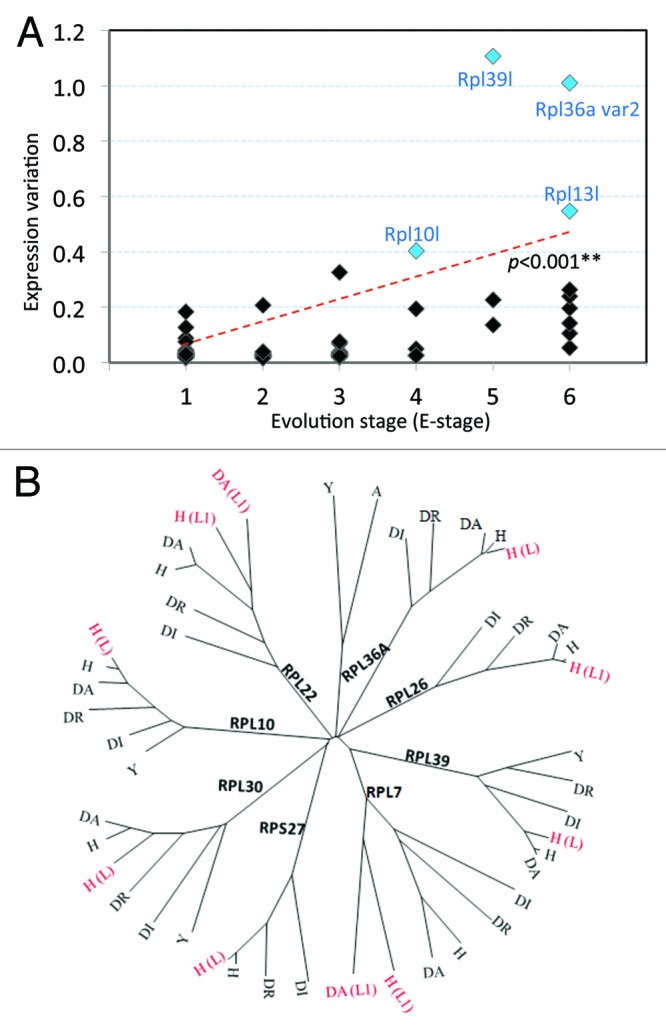 graphic file with name rna-11-33-g4.jpg