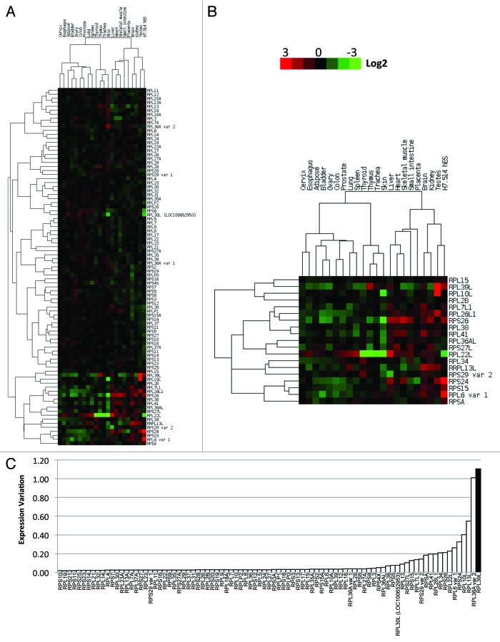 graphic file with name rna-11-33-g3.jpg