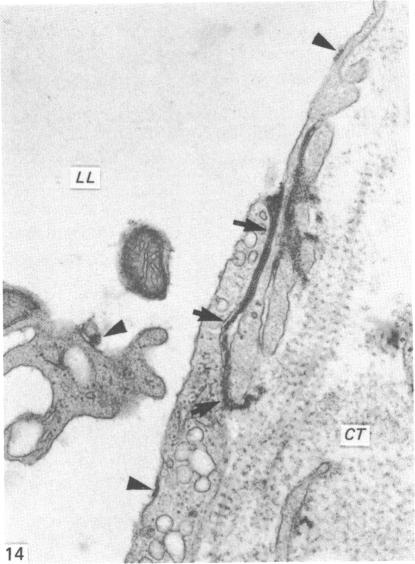 Fig. 14