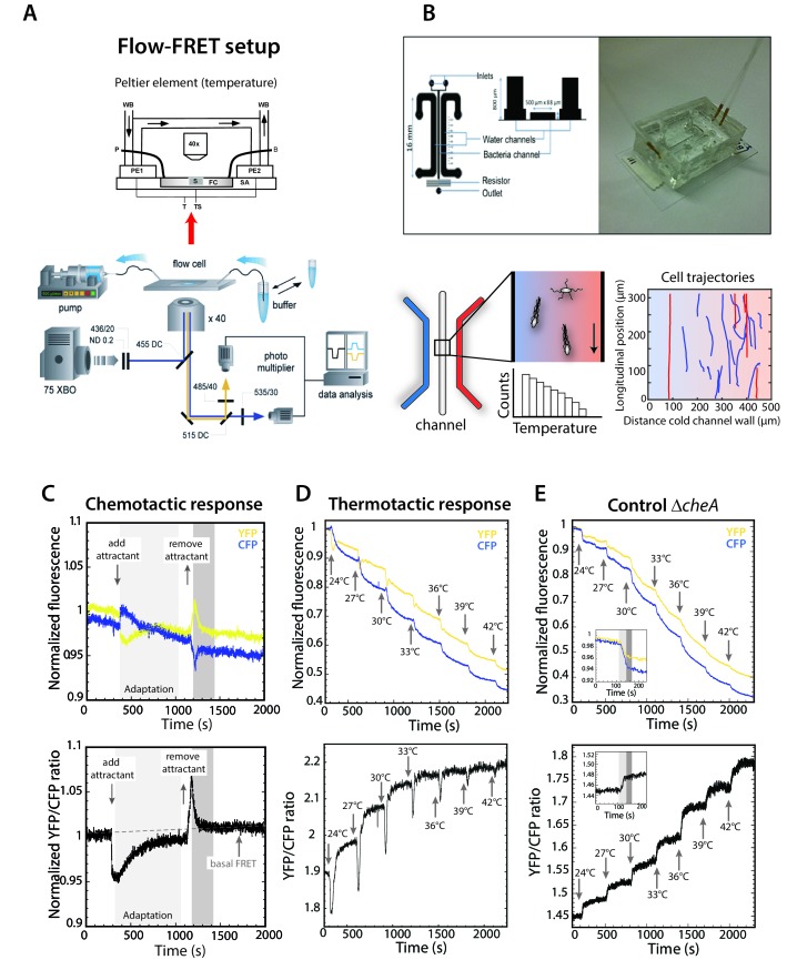 Figure 1—figure supplement 1.