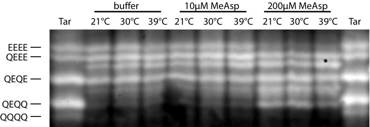 Figure 3—figure supplement 1.